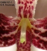 Bulbophyllum immobile  (04)